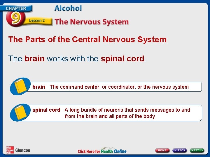 The Parts of the Central Nervous System The brain works with the spinal cord.