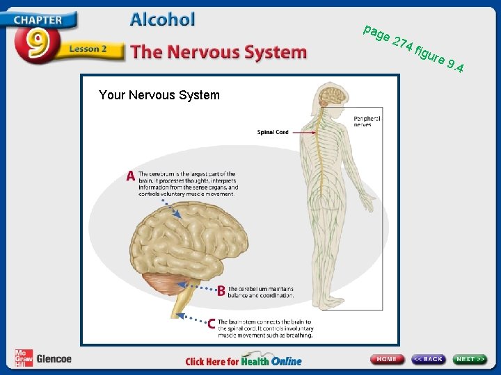 pag Your Nervous System e 2 74 figu re 9 . 4 