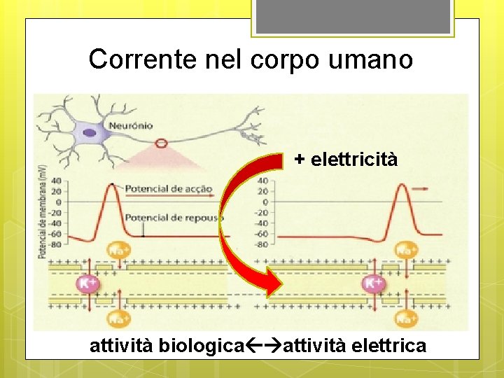 Corrente nel corpo umano + elettricità attività biologica attività elettrica 