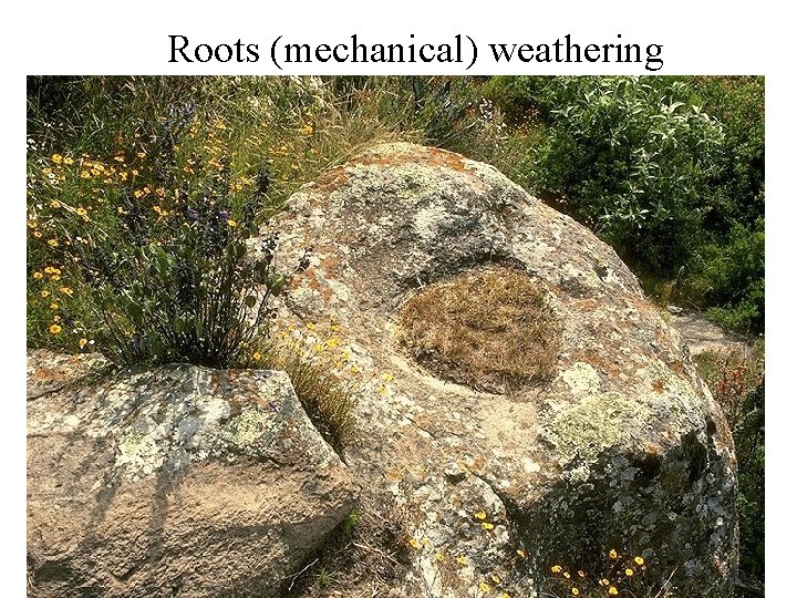 Roots (mechanical) weathering 