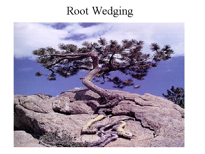 Root Wedging 