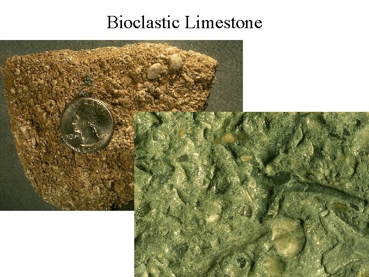 Bioclastic Limestone 