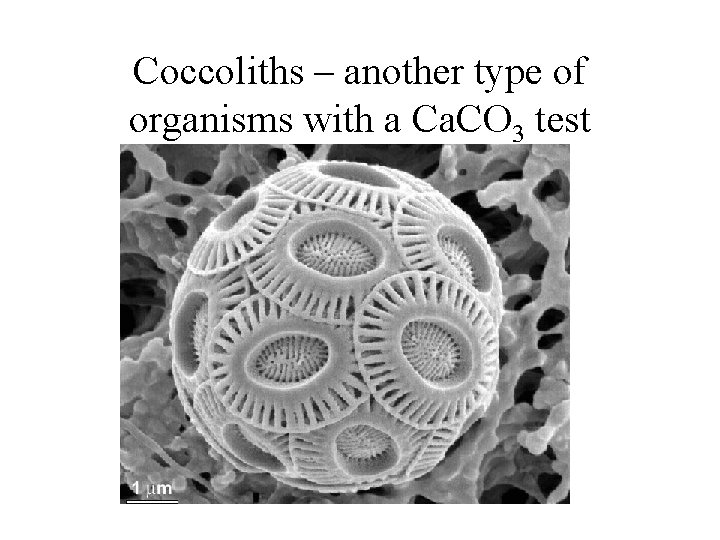 Coccoliths – another type of organisms with a Ca. CO 3 test 