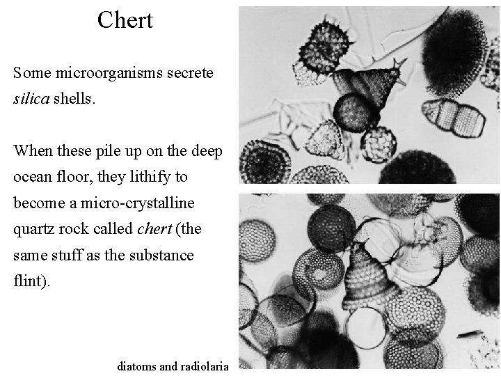 Chert Some microorganisms secrete silica shells. When these pile up on the deep ocean
