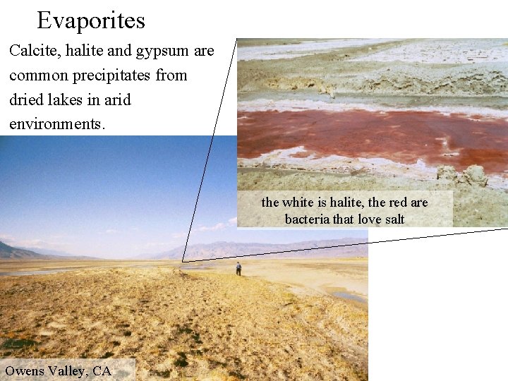 Evaporites Calcite, halite and gypsum are common precipitates from dried lakes in arid environments.