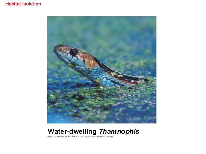 Habitat Isolation Water-dwelling Thamnophis 