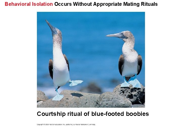 Behavioral Isolation Occurs Without Appropriate Mating Rituals Courtship ritual of blue-footed boobies 