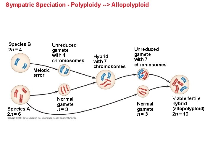 Sympatric Speciation - Polyploidy --> Allopolyploid Species B 2 n = 4 Unreduced gamete