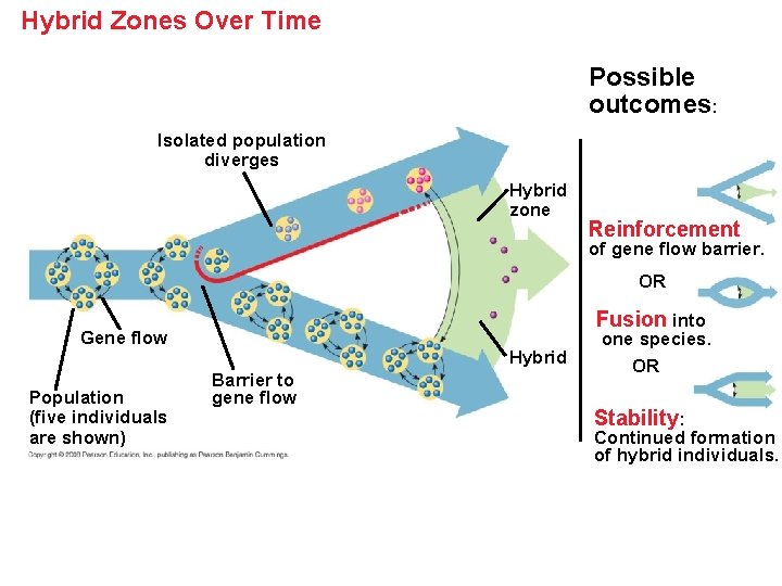 Hybrid Zones Over Time Possible outcomes: Isolated population diverges Hybrid zone Reinforcement of gene