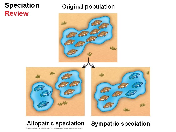 Speciation Review Original population Allopatric speciation Sympatric speciation 