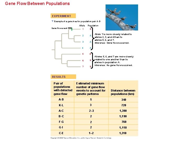 Gene Flow Between Populations EXPERIMENT Example of a gene tree for population pair A-B