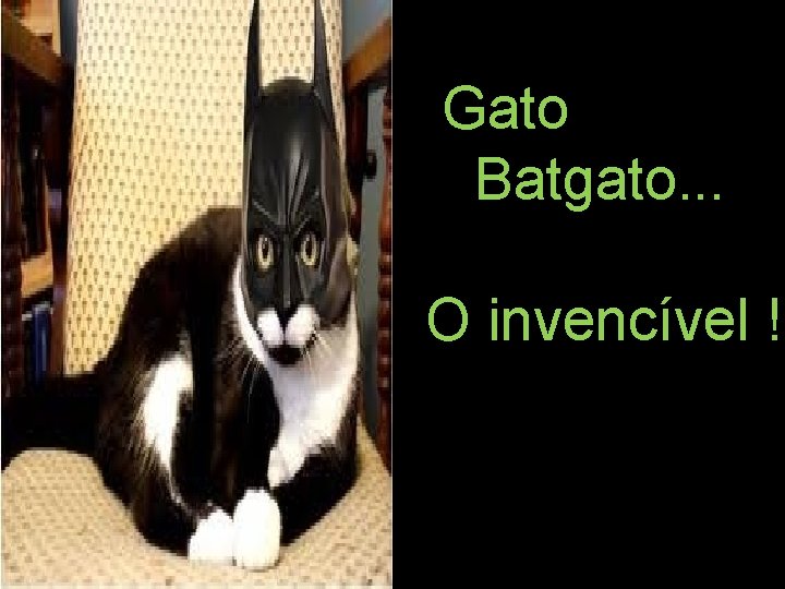 Gato Batgato. . . O invencível ! 
