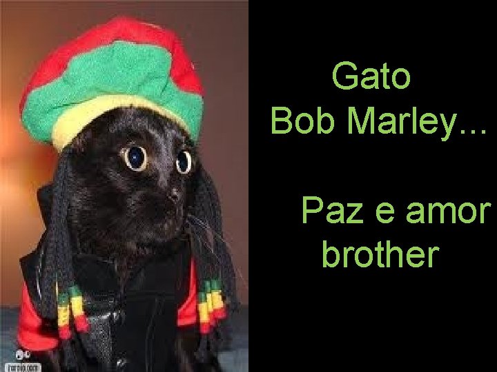Gato Bob Marley. . . Paz e amor brother 