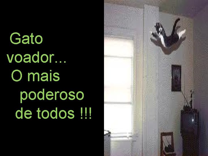 Gato voador. . . O mais poderoso de todos !!! 