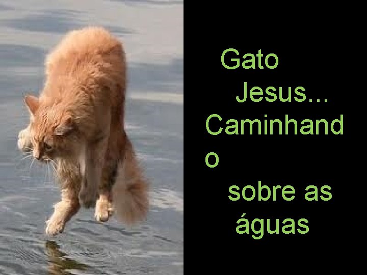 Gato Jesus. . . Caminhand o sobre as águas 