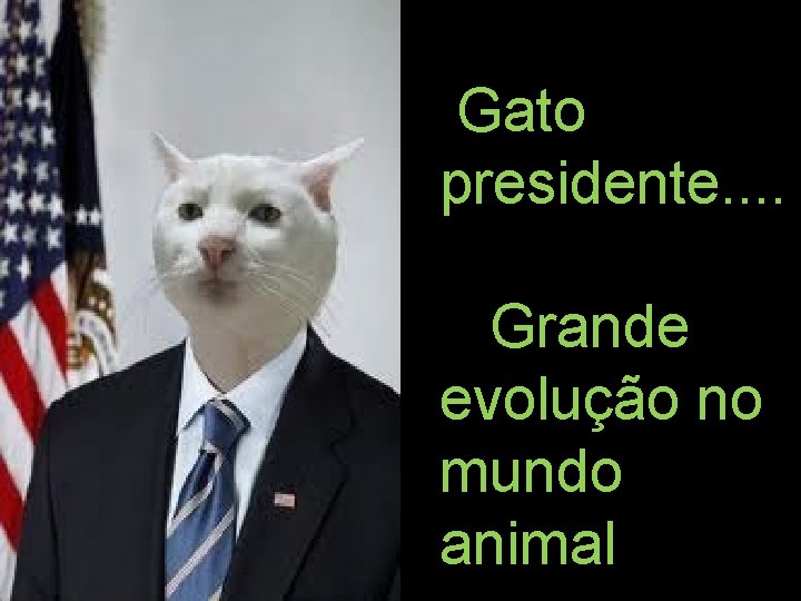 Gato presidente. . Grande evolução no mundo animal 