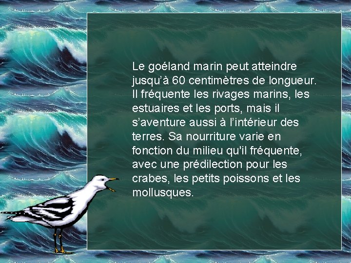 Le goéland marin peut atteindre jusqu’à 60 centimètres de longueur. Il fréquente les rivages