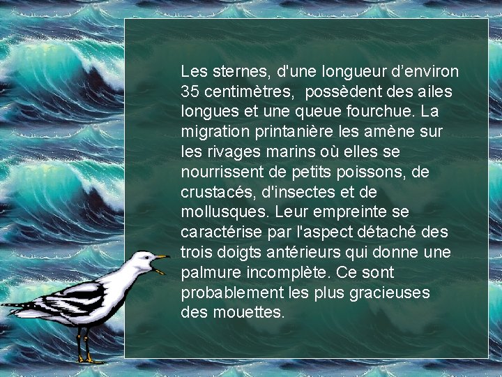 Les sternes, d'une longueur d’environ 35 centimètres, possèdent des ailes longues et une queue