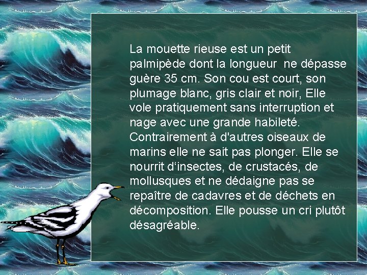 La mouette rieuse est un petit palmipède dont la longueur ne dépasse guère 35