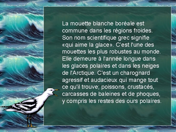 La mouette blanche boréale est commune dans les régions froides. Son nom scientifique grec