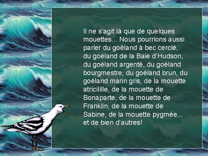 Il ne s’agit là que de quelques mouettes. . . Nous pourrions aussi parler