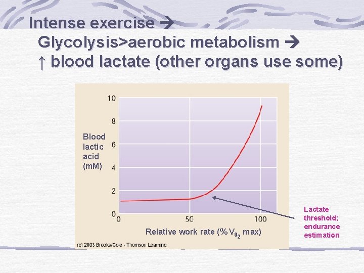 Intense exercise Glycolysis>aerobic metabolism ↑ blood lactate (other organs use some) Blood lactic acid