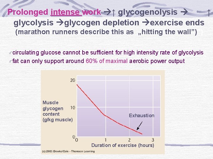 Prolonged intense work ↑ glycogenolysis ↑ glycolysis glycogen depletion exercise ends (marathon runners describe