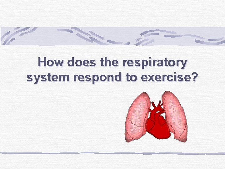 How does the respiratory system respond to exercise? 
