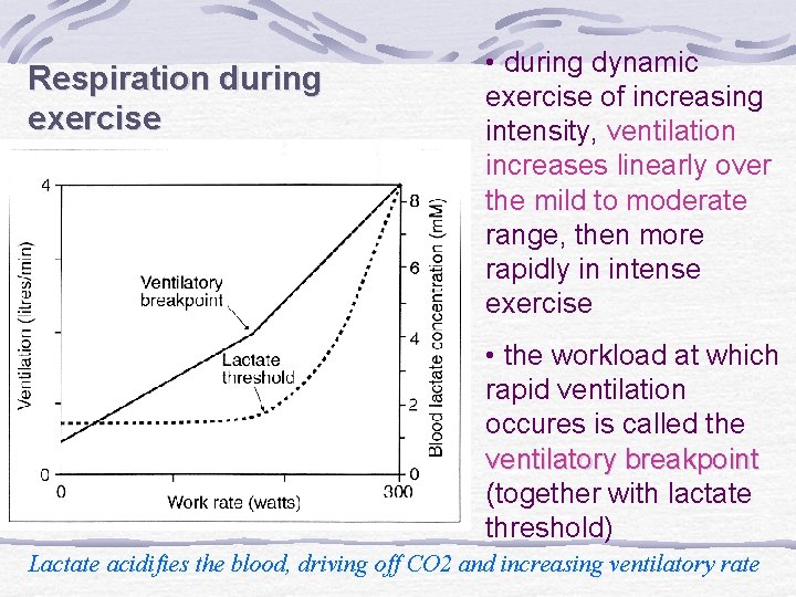 Respiration during exercise • during dynamic exercise of increasing intensity, ventilation increases linearly over