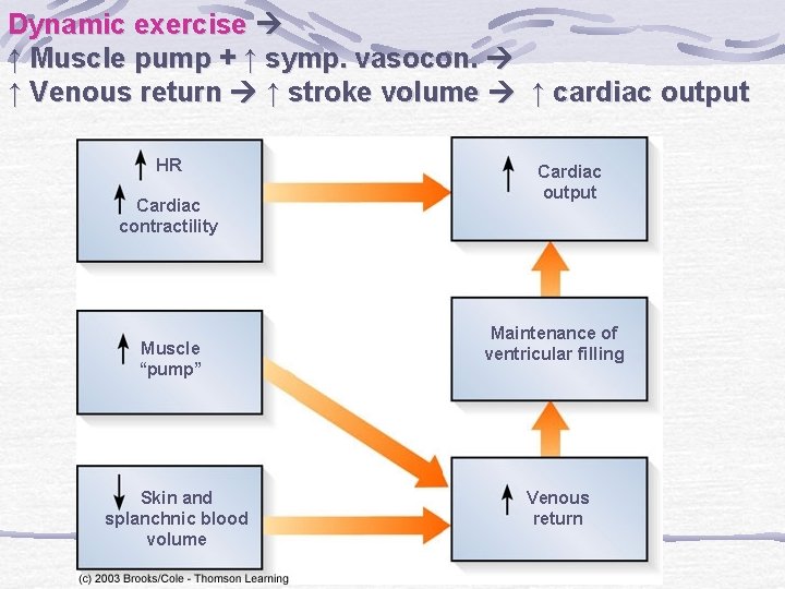 Dynamic exercise ↑ Muscle pump + ↑ symp. vasocon. ↑ Venous return ↑ stroke