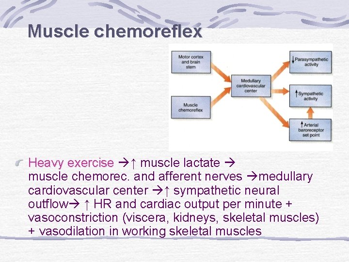 Muscle chemoreflex Heavy exercise ↑ muscle lactate muscle chemorec. and afferent nerves medullary cardiovascular