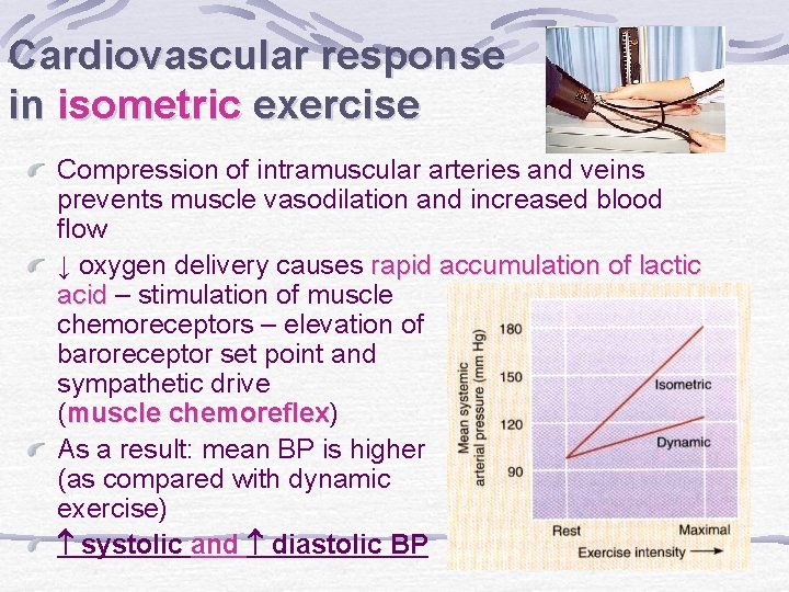 Cardiovascular response in isometric exercise Compression of intramuscular arteries and veins prevents muscle vasodilation