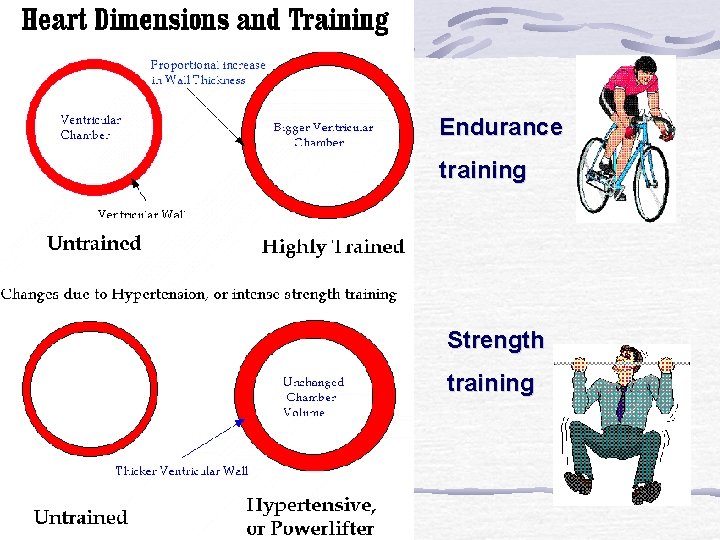 Endurance training Strength training 