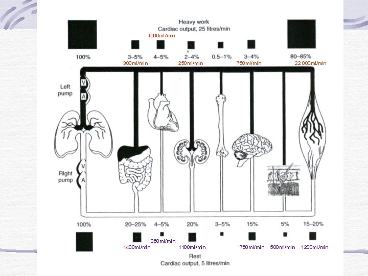 1000 ml/min 300 ml/min 250 ml/min 1400 ml/min 1100 ml/min 750 ml/min 22 000