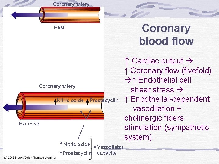 Coronary artery Coronary blood flow Rest ↑ Cardiac output Coronary artery Nitric oxide Prostacyclin