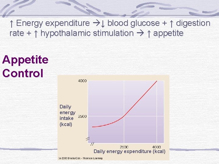 ↑ Energy expenditure ↓ blood glucose + ↑ digestion rate + ↑ hypothalamic stimulation