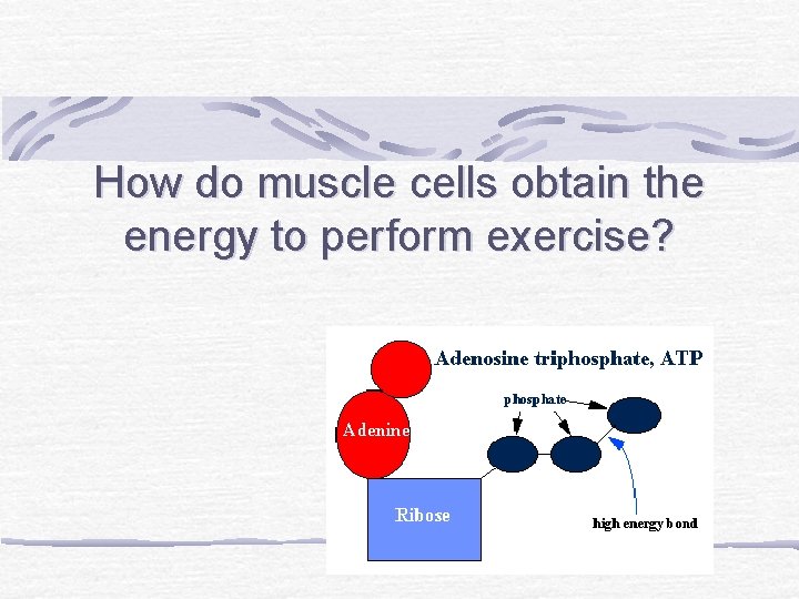 How do muscle cells obtain the energy to perform exercise? 