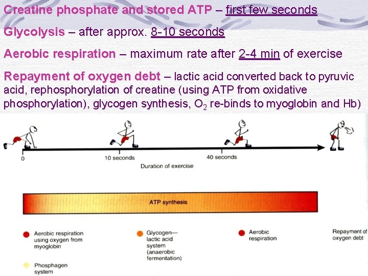 Creatine phosphate and stored ATP – first few seconds Glycolysis – after approx. 8