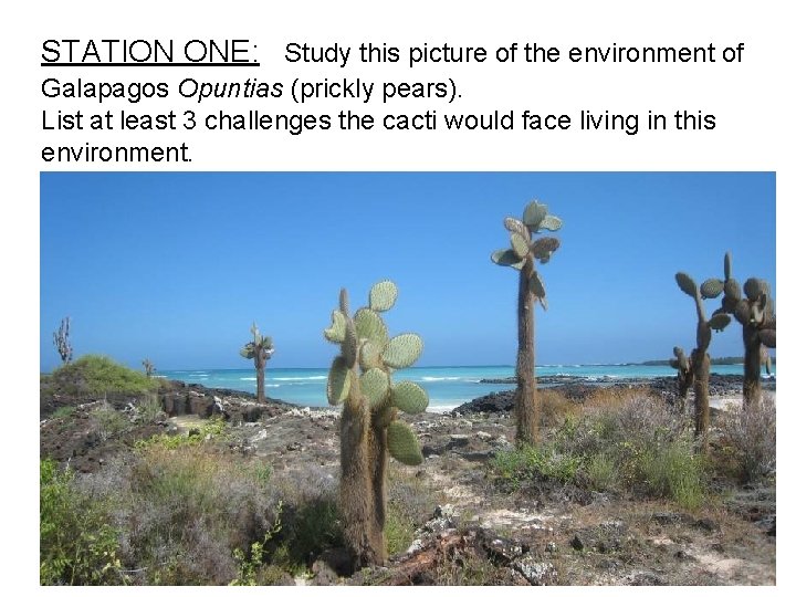 STATION ONE: Study this picture of the environment of Galapagos Opuntias (prickly pears). List