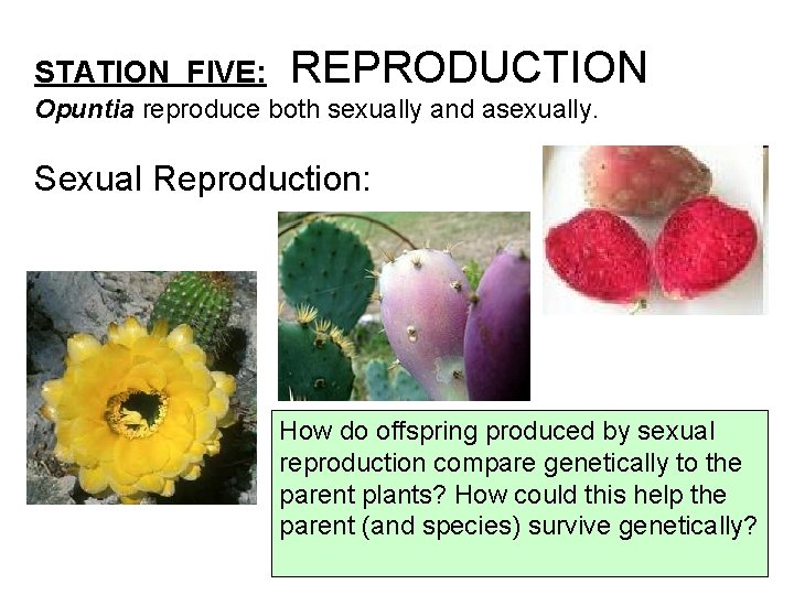 STATION FIVE: REPRODUCTION Opuntia reproduce both sexually and asexually. Sexual Reproduction: How do offspring