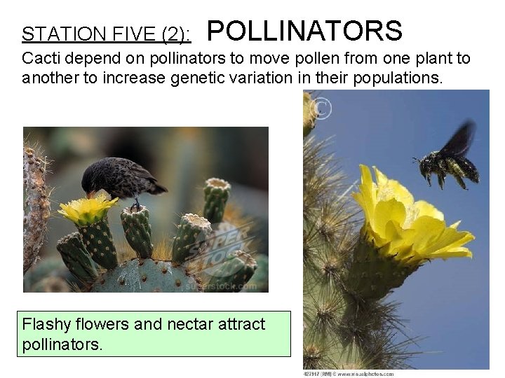 STATION FIVE (2): POLLINATORS Cacti depend on pollinators to move pollen from one plant