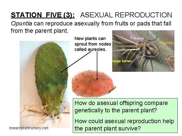 STATION FIVE (3): ASEXUAL REPRODUCTION Opuntia can reproduce asexually from fruits or pads that