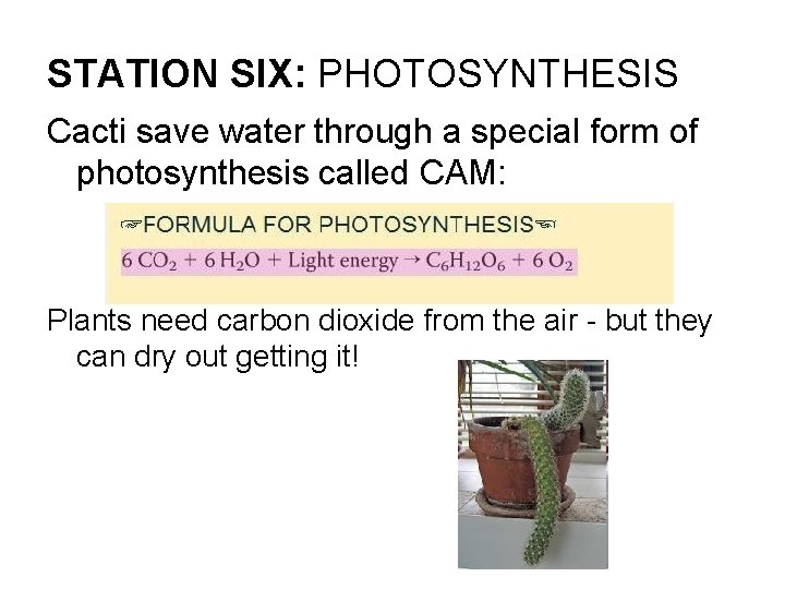 STATION SIX: PHOTOSYNTHESIS Cacti save water through a special form of photosynthesis called CAM: