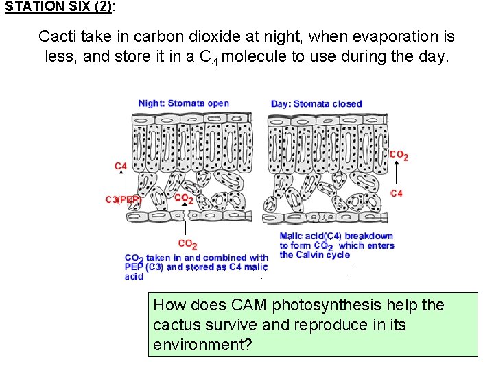 STATION SIX (2): Cacti take in carbon dioxide at night, when evaporation is less,