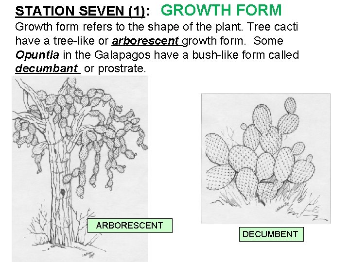 STATION SEVEN (1): GROWTH FORM Growth form refers to the shape of the plant.