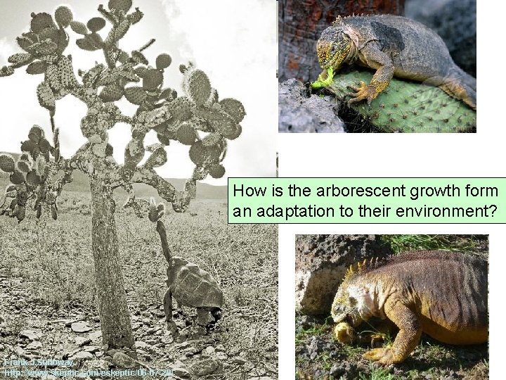 How is the arborescent growth form an adaptation to their environment? Frank J. Sulloway