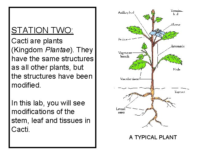 STATION TWO: Cacti are plants (Kingdom Plantae). They have the same structures as all