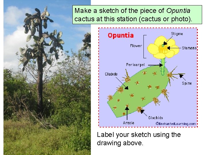 Make a sketch of the piece of Opuntia cactus at this station (cactus or