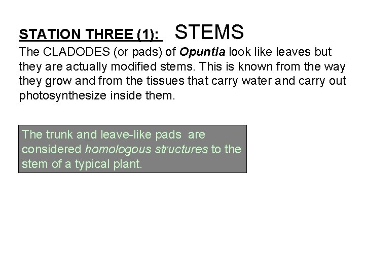 STATION THREE (1): STEMS The CLADODES (or pads) of Opuntia look like leaves but
