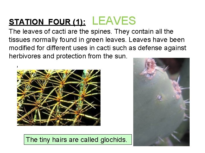 STATION FOUR (1): LEAVES The leaves of cacti are the spines. They contain all